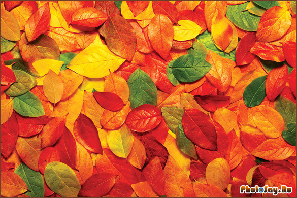 Осенняя фотосессия. Как фотографировать осенью?